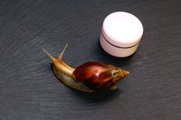 Snail Mucin for Acne Does it Work